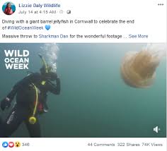 桶水母是大型水母吗