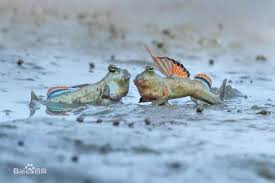 弹涂鱼为什么要爬树