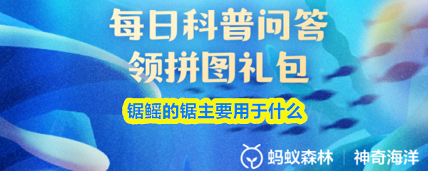 锯鳐的锯主要用于什么