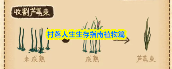 村落人生生存指南植物篇