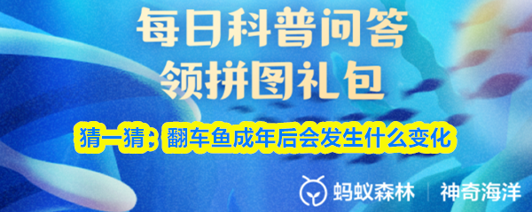 猜一猜：翻车鱼成年后会发生什么变化
