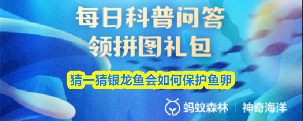 猜一猜银龙鱼会如何保护鱼卵