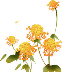 重阳节赏菊习俗与哪位古代诗人有关