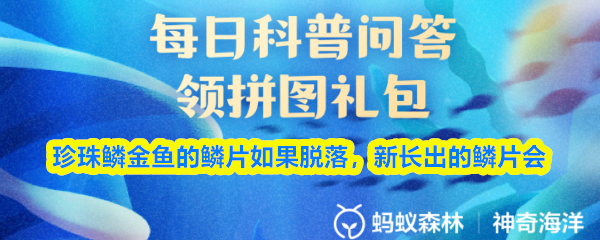珍珠鳞金鱼的鳞片如果脱落，新长出的鳞片会
