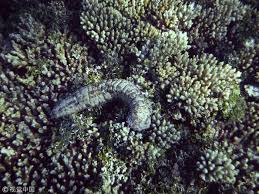 海茄子是哪种生物的俗称