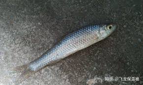 被称为杂鱼之王的麦穗鱼通常生活在哪里