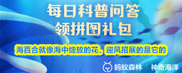 海百合就像海中绽放的花，迎风招展的是它的