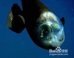 管眼鱼有一双管状眼睛，它有什么优势