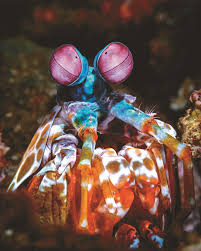 螳螂虾拥有动物界最复杂的什么