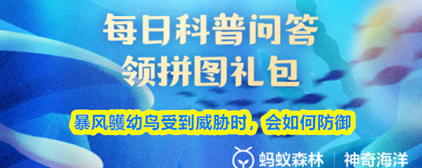 暴风鹱幼鸟受到威胁时会如何防御