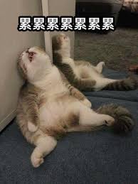 恋爱吗？我家猫会后空翻需要啥配置