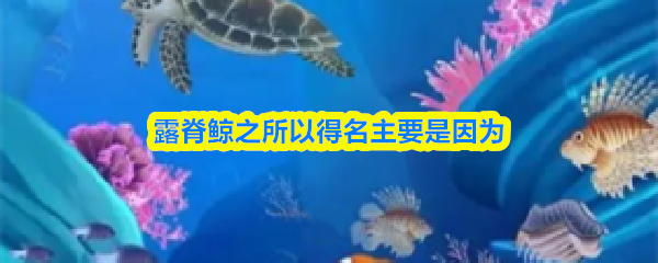 露脊鲸之所以得名主要是因为