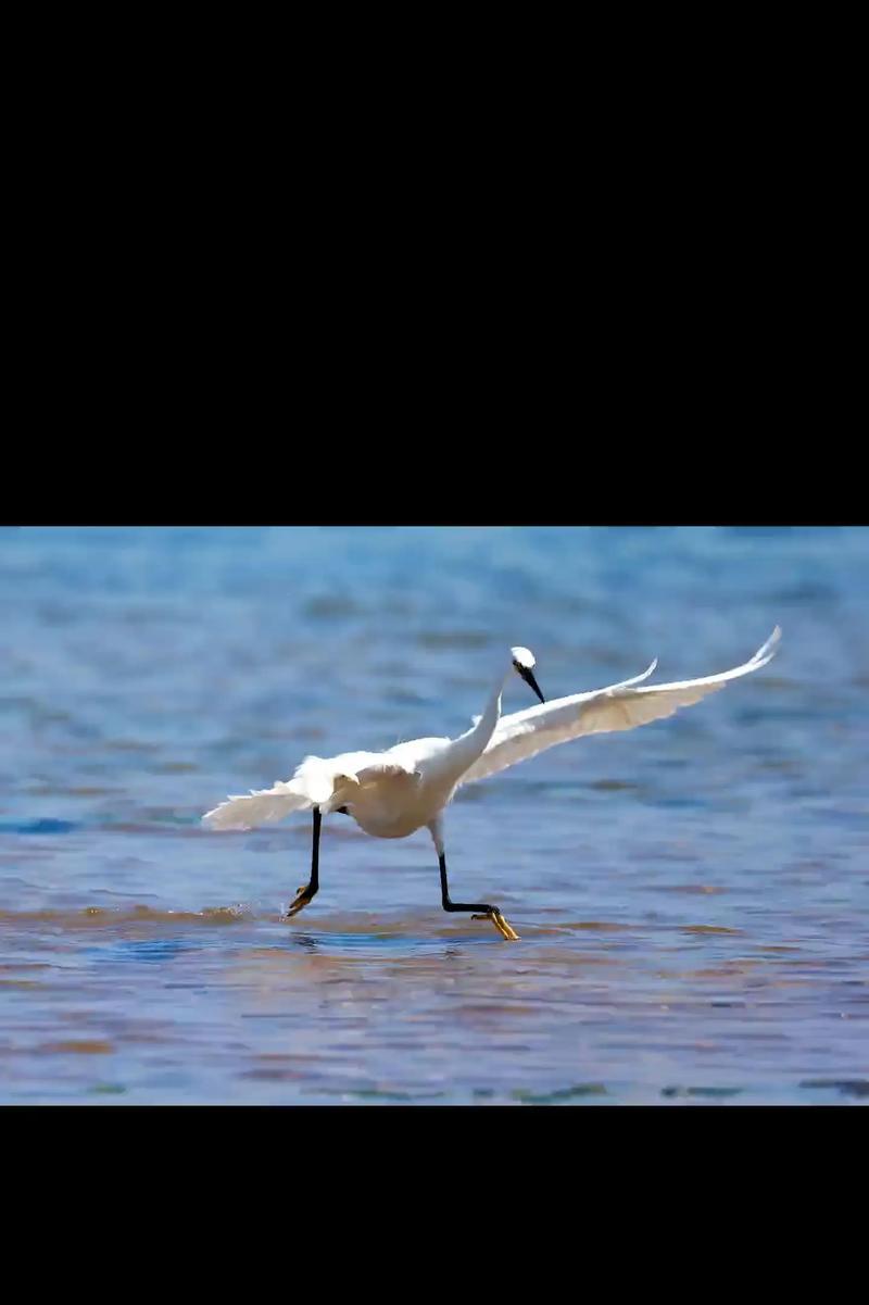 北戴河赶海攻略（北戴河赶海攻略，让你轻松捕获丰富的海鲜）-第1张图片-