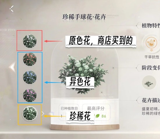 恋与深空全新家园玩法攻略 深空懒人法培育花全图鉴