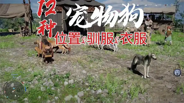 红色沙漠宠物服饰获取方法