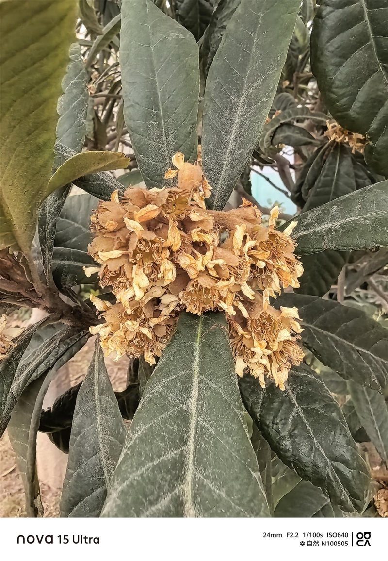 前后双红枫上阵 华为nova 15 Ultra全面评测：年轻人的影像轻旗舰！