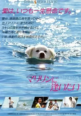 电影《想见玛丽琳》剧情简介