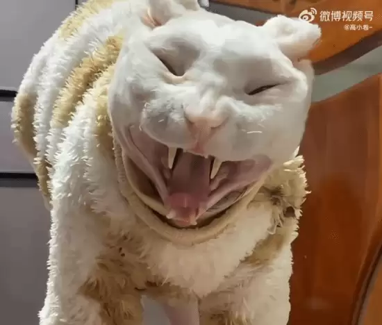 “苹果实况你要毁了小猫”登上热搜 网友吐槽：精准选丑