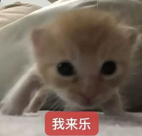 可爱抽象的小猫表情包6