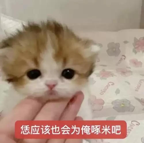 可爱抽象的小猫表情包8
