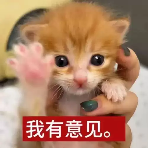 可爱抽象的小猫表情包9