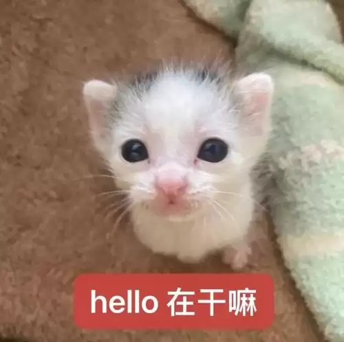小奶猫表情包：可爱抽象小猫表情包推荐