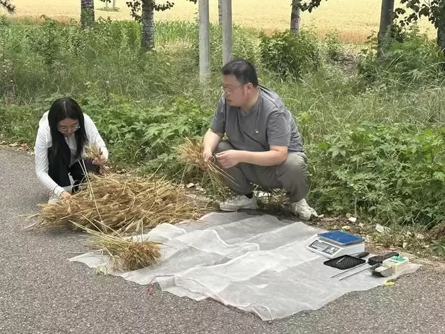 夏粮产量调查用上天眼与AI:科技赋能北京农业调查