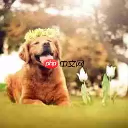 异环弧盘好狗狗走四方如何玩