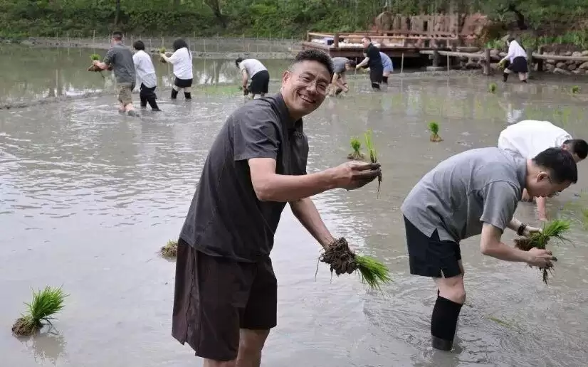 阿里高管集体下田插秧 忙了一上午才种半亩 网友：真人版芭芭农场实锤了