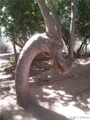 豪猪镇之秋顺其自然成就怎么分享-豪猪镇之秋如何分享顺其自然成就