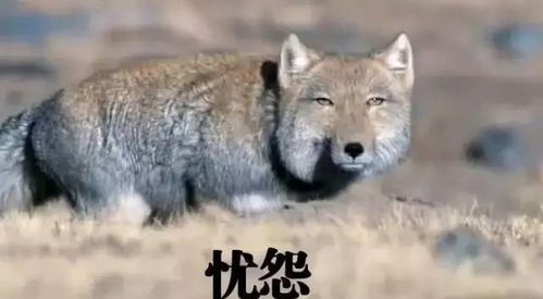 种田掌门人藏狐精厉害吗