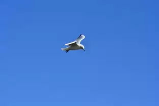 红色沙漠海鸥宠物怎么获得-红色沙漠海鸥宠物获取方法详解