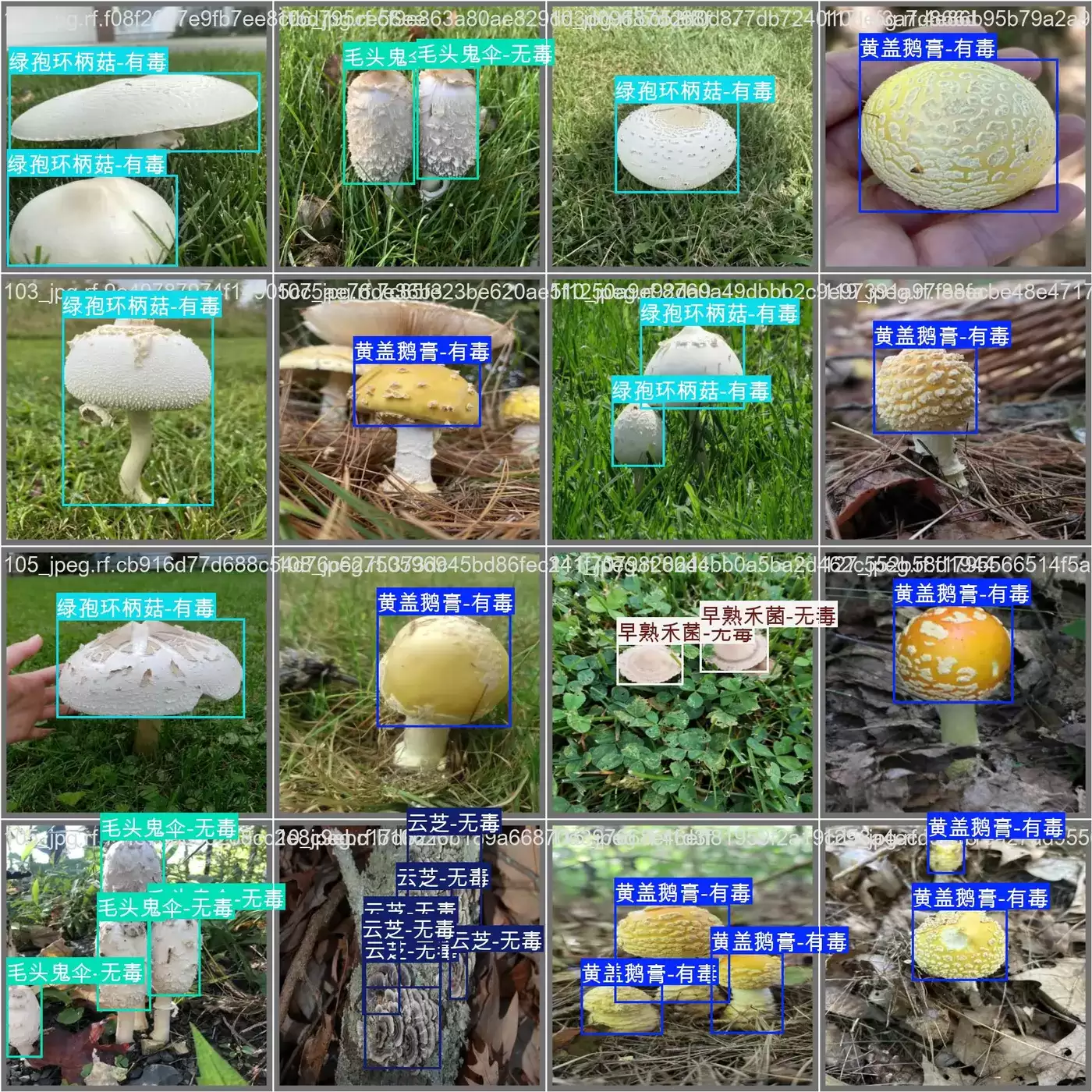 野生菌有毒无毒物种识别数据集：野生菌智能识别分享
