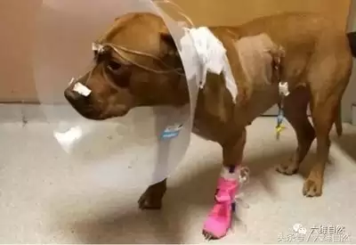 豪猪镇之秋医院故事多成就获取方法分享-豪猪镇之秋医院故事多如何获取成就