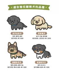 服务犬驯养师训练的犬种范围有哪些-属于服务犬驯养师训练范围的犬种是啥