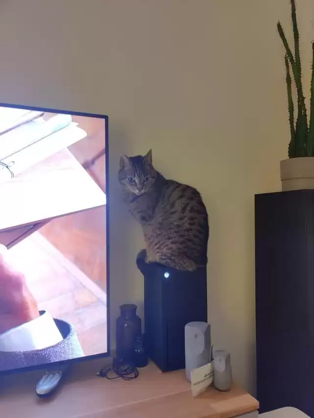 猫趴Xbox致散热下降：网友巧用防尘罩解决顽疾