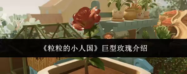 粒粒的小人国巨型玫瑰介绍