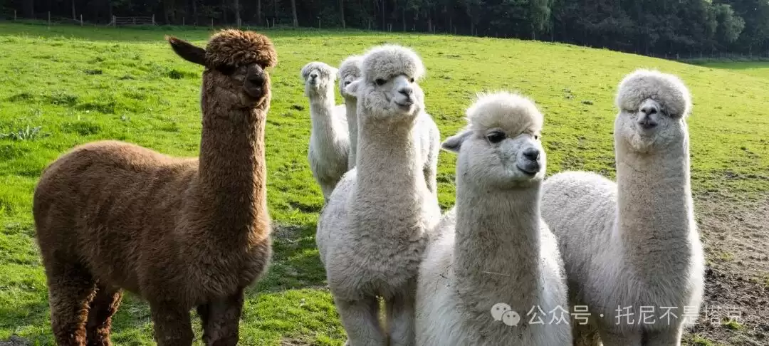 Windows本地体验最强开源模型Llama3