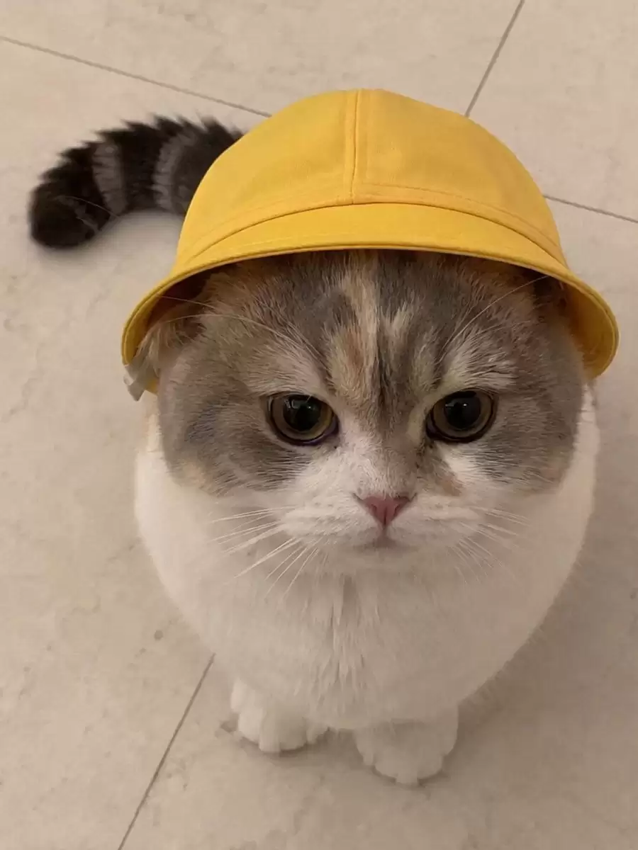 曼基康猫会说话视频提示词