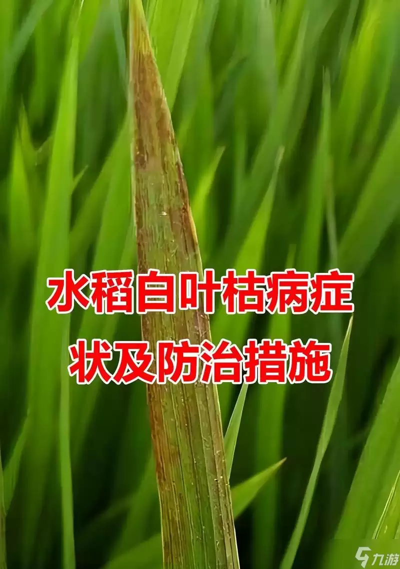 揭秘天穗之咲稻姬水稻的病害 游戏中的水稻病害大揭秘