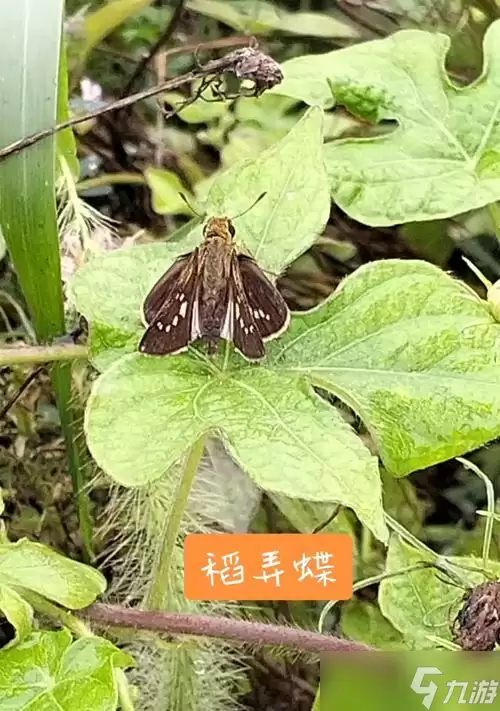 《天穗之咲稻姬稻苞虫害治理做法大全》 游戏中怎么有效对抗稻苞虫