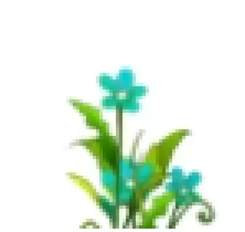 星辰花 星辰花